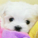 ariana luisa roman  - @arianaluisa28 - Twitter