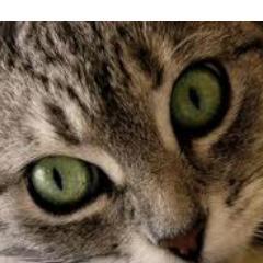 FreeL0ve1D's profile picture. Free follows & RT's! #Weeeooo #Teamfollowback
Also we do shout outs! :3 #Directioner #Love