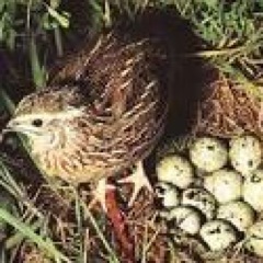 Interesados en compartir información acerca de la explotación coturnicola y los beneficios nutricionales de sus productos Huevos, carne y subproductos!