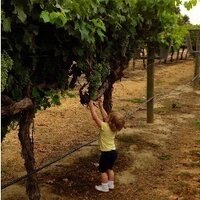 Dario Cantù (@cantulab) 's Twitter Profile