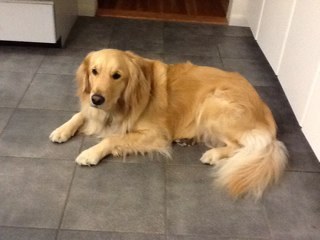 Wife, Teacher, dog-lover, enjoys golfing, cooking and traveling