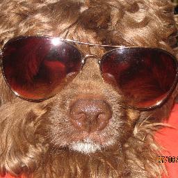 kocoaraceli's profile picture. im a six-year old rescued mix cocker spaniel girl. i love my owner (@Bella_Raceli), bananas, DQ ice cream, and things that squeak. most of all, i love you! :3