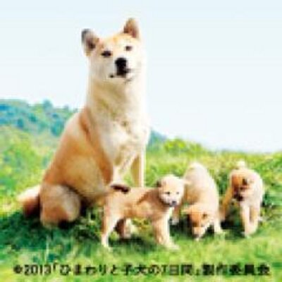 ひまわりと子犬の7日間 公式ツイッター ひまわりと子犬の7日間 の母犬 ひまわり を演じるイチ 大ヒット作 マリ と子犬の物語 のマリ役を演じた名女優犬です 従来の動物映画以上に 喜怒哀楽に富んだ今作の演技は まさにオスカー受賞レベル イチ ひまわりと子犬の7日間 公式ツイッター ひまわりと子犬の7日間 の母犬 ひまわり を演じるイチ 大ヒット作 マリ と子犬の物語 のマリ役を演じた名女優犬です 従来の動物映画以上に 喜怒哀楽に富んだ今作の演技は まさにオスカー受賞レベル イチ