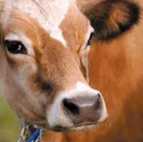 Cowcornered's profile picture. Cricket tosh, aimed at nobody in particular