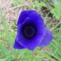 Smooth Kiwi (@smoothkiwi) 's Twitter Profile
