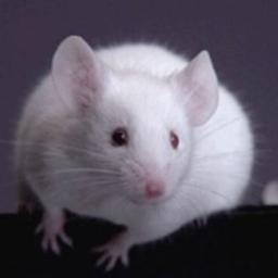 🐭さんのプロフィール画像