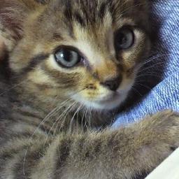 2018年2月に猫白血病で愛猫カイカイが🌈、2024年10月に腎不全で愛猫ぐるぐるが🌈。現在は愛猫あたり♀️くるり♂と旦那と暮らしてます。鉱物・メダカ・野鳥・昆虫・山野草・多肉色々つぶやきます。 35年いたペット業界を去りました。↓メルカリで招き猫販売中。【ペット介護士】