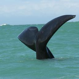 Cliff Lodge is a unique guest house overlooking Walker Bay on the Cape Whale Coast. Just 160km from Cape Town - beaches, whales, sharks. stay@clifflodge.co.za