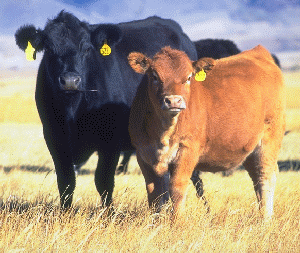 GelbviehNews's profile picture. The American Gelbvieh Association documents and promotes the Gelbvieh breed.