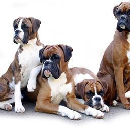 stevedogtrainer's profile picture. Steves Dog Training
I can help
Pulling On The Lead
Jumping Up
Barking
Aggression
Gun Dog Training
General Obedience
Steve 07771706640