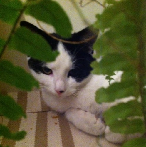 We are developing finance application for cat owners and looking for new ideas
