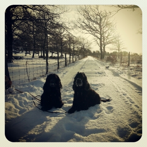 chjerdt's profile picture. 