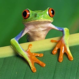 Mr. Tree Frog. Always smiling. Wannabe archaeologist