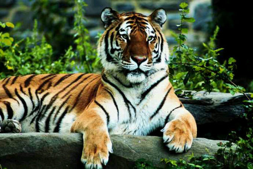 Here to help prevent all big cats from extinction. Animals don't have a voice, I do! #killthetrade #tigerfamily #fight4animalsrights