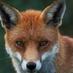 Miss Fox (@russetfox) Twitter profile photo Miss Fox (@russetfox) Twitter profile photo