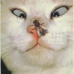 EmenikeGool's profile picture. И даже не пытайся меня остановить! Как лежал, так и буду лежать.