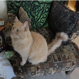 Dani1511's profile picture. 