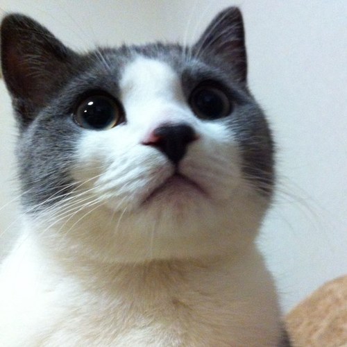 こぶ🦫
