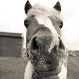 SpringfieldEqui's profile picture. We are a small company selling equestrian clothing and supplies, our priority is top customer service & the cheapest prices on quality goods, follow for news.