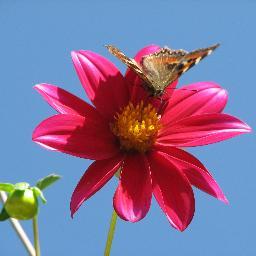 saimanoor11's profile picture. 