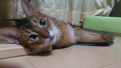 Mariahoka's profile picture. 神戸の夜景☆ニャンコと唐揚げ､、大好きです(^3^)/(笑)