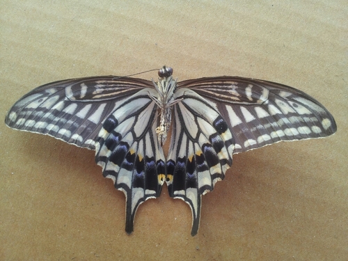 DkstkcjdN's profile picture. 