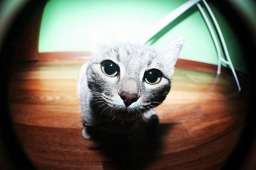 Самый популярный кот в твиттере #АрмияКотов