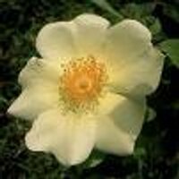 marco armellini (@marmellini) 's Twitter Profile