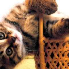 lexa5522's profile picture. Все мы ищем новизну. Женщины в нарядах, мужчины в женщинах..