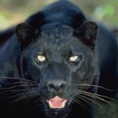 VoteObama2Term's profile picture. 