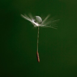 therealperlyj's profile picture. Versatile photographer, specialises in macro , portrait and nature but has a keen eye for any style or setting. Available for commissions.