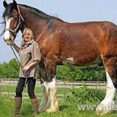 Imádom a lovakat!
I love you: HORSES!  TEGYÜNK A VÁGÓHÍD ELLEN!