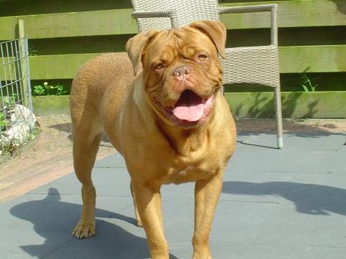 bordeauxdoggen mastiff spinone italiano