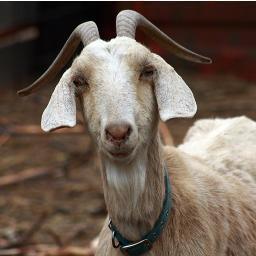 firatter's profile picture. 