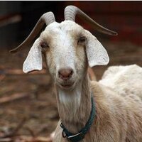 Firat Erdogmus (@firatter) 's Twitter Profile Photo