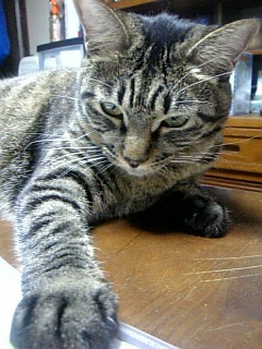 bononimoka0917's profile picture. TeamABC ネコ派 Acid Black Cherry/Janne Da Arc/L'Arc~en~Ciel/B’z/氷室京介/BOOWY/ SIAMSHADE/BREAKERZ/†яi￠к/ yasuゆっくり休んで