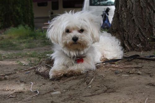 I'm Charlie, a white 4-year-old malti-poo living in a house in Vancouver, BC, with a huge backyard full of squirrels, racoons and skunks.