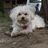 letstalkdog's profile image