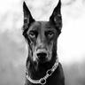 alexisducastel's profile picture. 