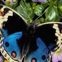 _Good_wiN_'s profile picture. Нет такой ошибки, при исправлении которой нельзя было бы совершить ещё большую.