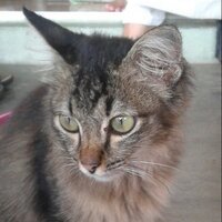 Muhd Amirul Ashraf (@asdacap) 's Twitter Profile