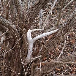 MKLAUS1's profile picture. Live each day as if it is your last...
One day, you'll be right... 
Former Botswainian lumberjack.