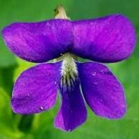 Leslie Bitner (@violet2424) 's Twitter Profile Photo