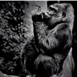 foretbeurre_'s profile picture. stop les moches