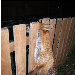 Pest - Go Limited provide a comprehensive Dead Fox Removal & Disinfection Service across London & Essex.