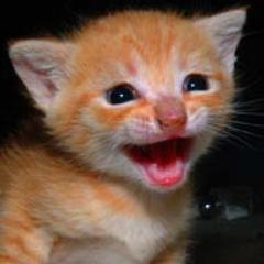 @SproutCats