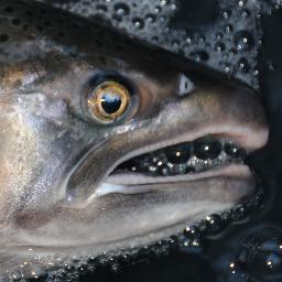 I'm a salmon, hatched in 2009 in a granite-filled creek. Follow me on my journey up the river from the ocean. I'm going to be a mama - life's beautiful!