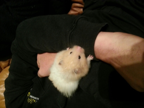 I am just a hamster looking for a place in the big world.
Love my cage and all that shitt.