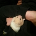 Dave Hamster (@davethehamster1) Twitter profile photo Dave Hamster (@davethehamster1) Twitter profile photo