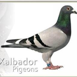 XalbadorPigeon's profile picture. Racing Pigeon Fancier.